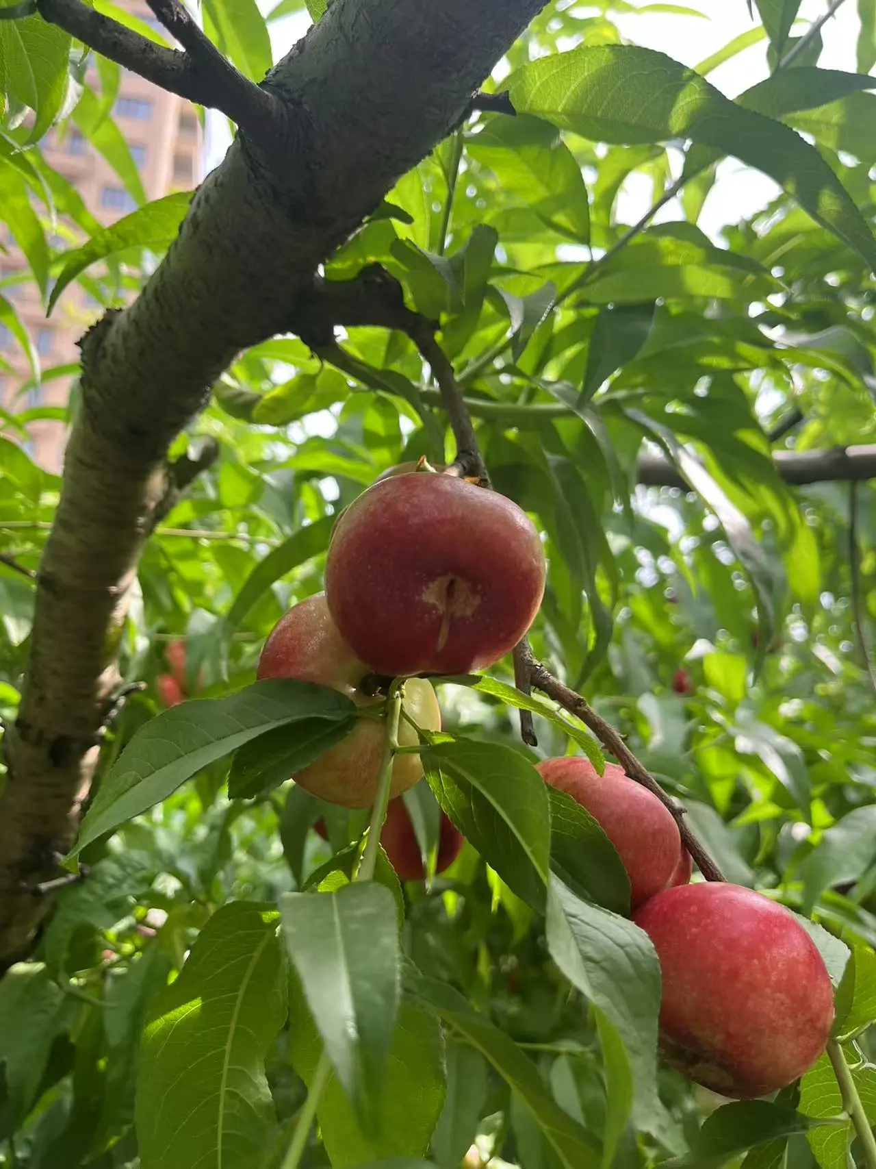 XINYI CORP. Hosts Memorable Peach-Picking Team Building Event